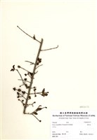 藏品(假柃木)的圖片